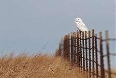 Snowy Owl